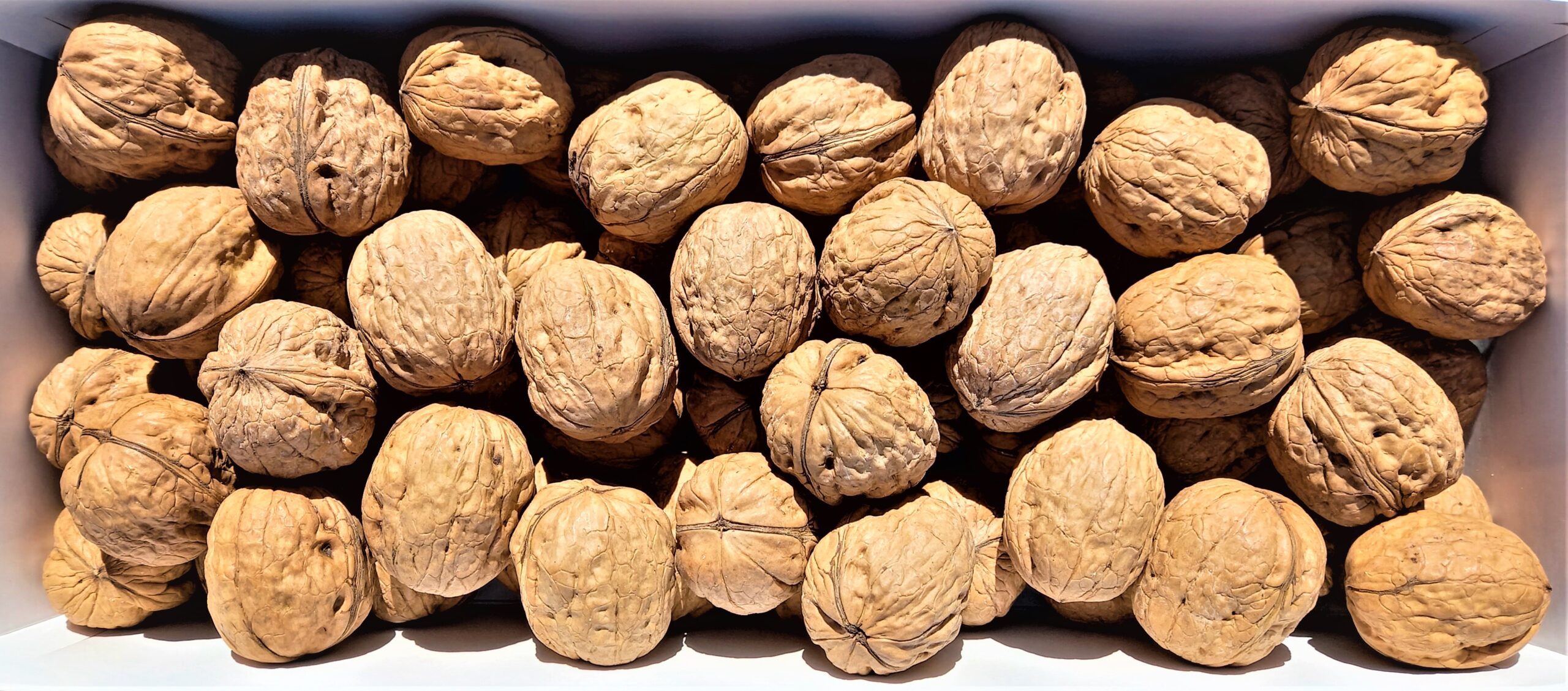 The knowledge of walnuts