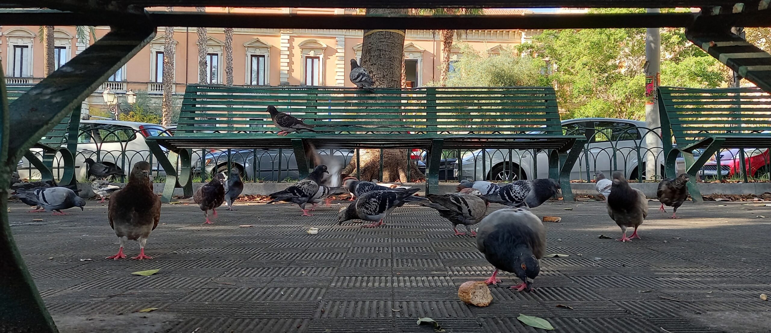 Il Parco Ritrovato Piazza Giovanni Verga Catania Visionaria 1mqdb Sogno Sociale